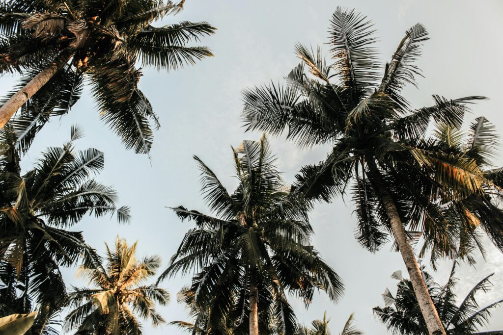 pexels photo 804410 804410 A calming view of lush tropical palm trees reaching towards the clear blue sky.